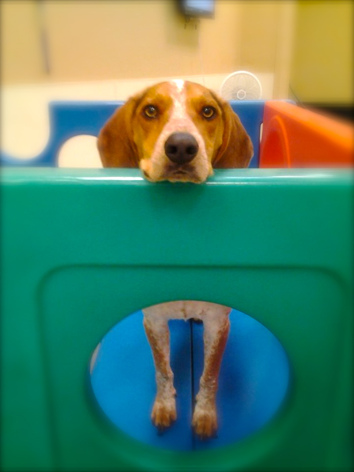 lucky puppy daycare 75845 402880549804292 1655521949 n lucky dogs daycare lucky puppy daycare 75845 402880549804292 1655521949 n lucky dogs daycare